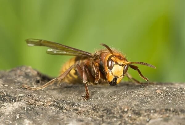 Hornet - Queen chewing wood for nest building Norfolk UK