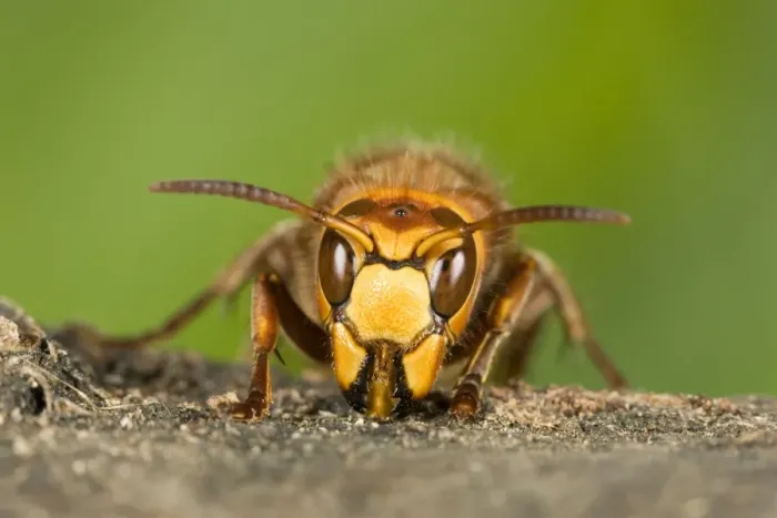 Framed Print : Hornet - Queen chewing wood for nest building Norfolk UK Framed Print : Hornet - Queen chewing wood for nest building Norfolk UK