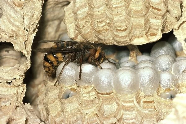 Hornet - Queen on nest comb