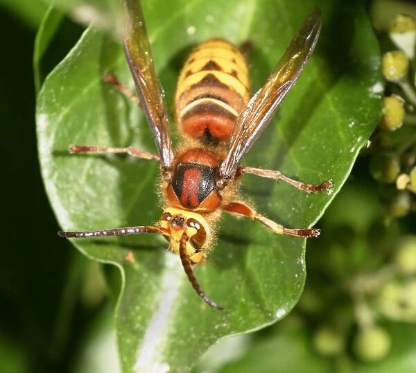 Hornet Resting on ivy top view Bedfordshire UK