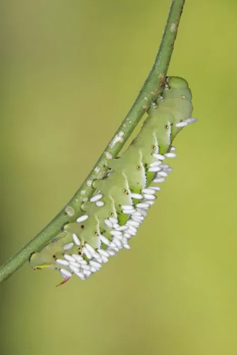 Framed Print : Hornworm - with wasp cocoons Framed Print : Hornworm - with wasp cocoons