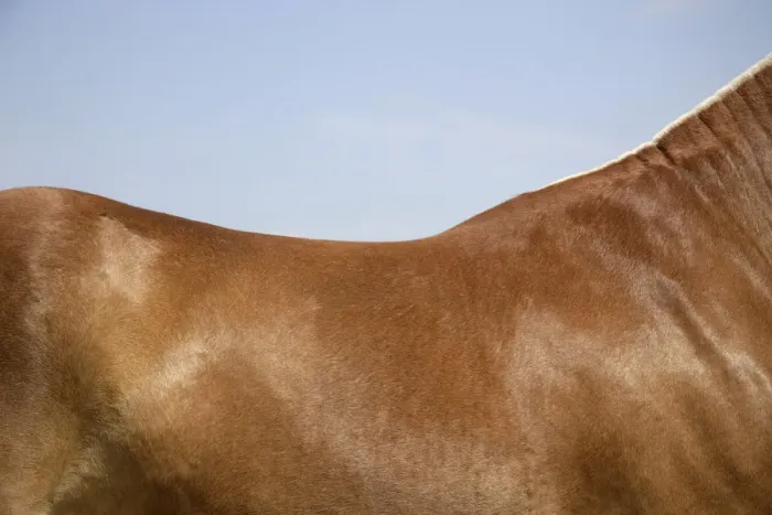 Framed Print : Horse. Back Framed Print : Horse. Back