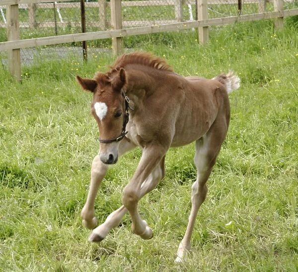 Horse - 7 day old foal galloping Bedfordshire UK