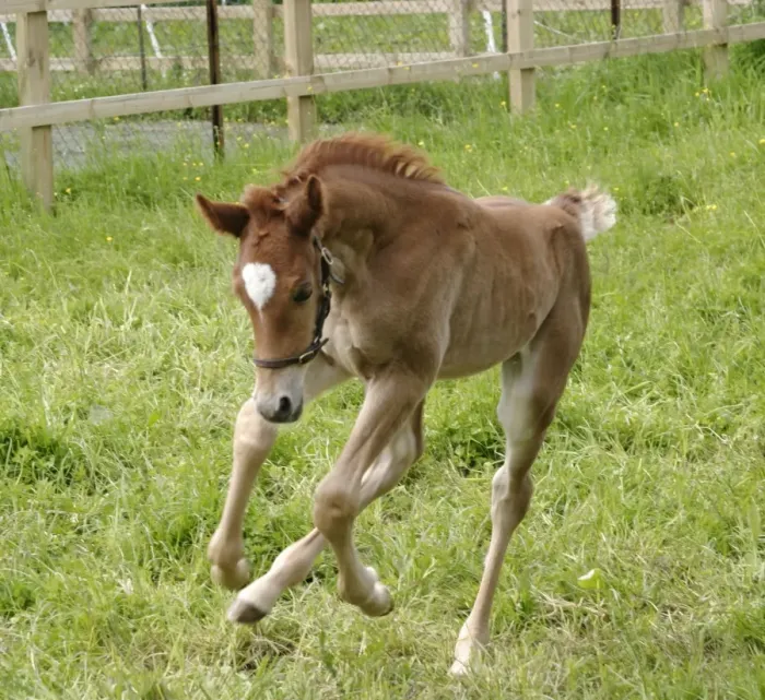Framed Print : Horse - 7 day old foal galloping Bedfordshire UK Framed Print : Horse - 7 day old foal galloping Bedfordshire UK