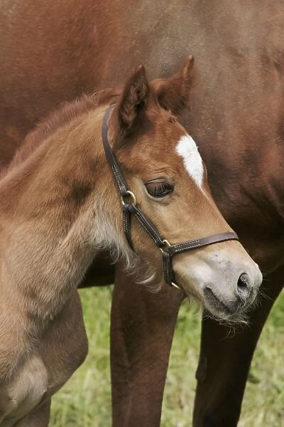 Horse - 7 day old foal with mother close up Bedfordshire UK