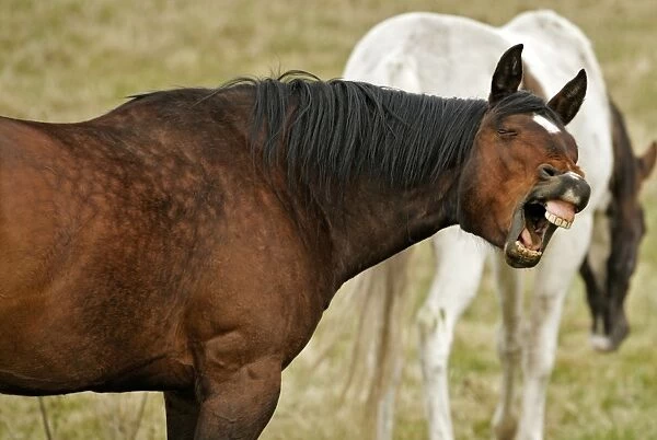 Horse Appaloosa in field, yawning