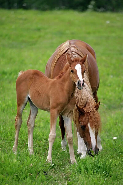 Horse - Arabian Chestnut Mare and foal together in meadow
