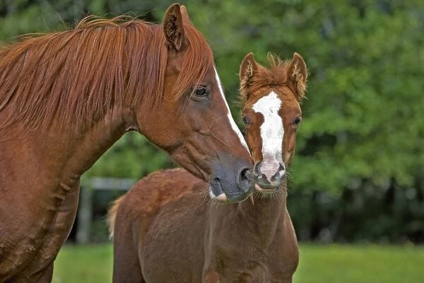 Horse - Arabian Mare and Colt standing together in meadow