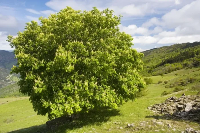 Framed Print : Horse Chesnut tree (Aesculus hippocastaneus) in flower in the Cevennes, France Framed Print : Horse Chesnut tree (Aesculus hippocastaneus) in flower in the Cevennes, France