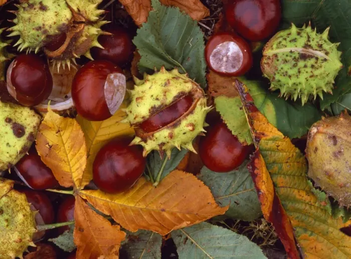 Framed Print : Horse Chestnut Framed Print : Horse Chestnut