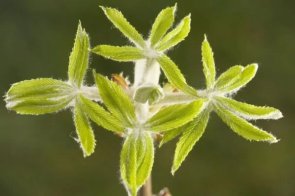 Horse-chestnut (Aesculus hippocastanum) leaves emerging in spring, Dorset