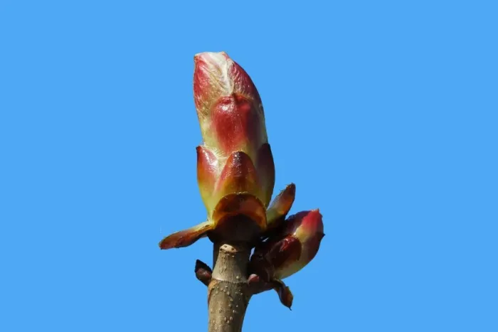 Framed Print : Horse chestnut - bud. Alsace - France Framed Print : Horse chestnut - bud. Alsace - France