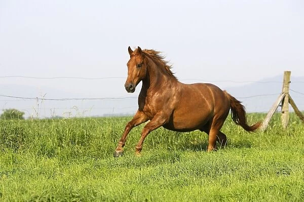Horse - chestnut galloping in field. France