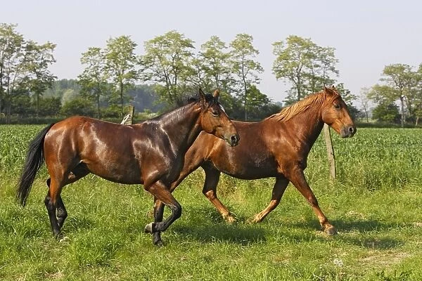 Horse - two chestnut horses in field. France