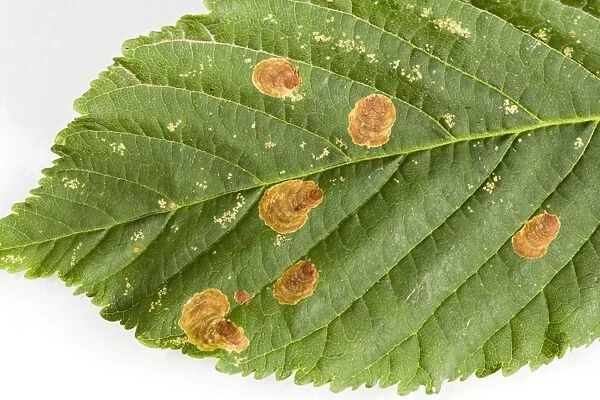 Horse Chestnut Leaf - Miner Grub damage to leaf Bedfordshire UK 005833