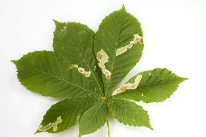 Framed Print : Horse Chestnut Leaf - Miner Grub damage to leaf Bedfordshire UK 005831 Framed Print : Horse Chestnut Leaf - Miner Grub damage to leaf Bedfordshire UK 005831