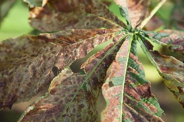 Horse chestnut leaf miner moth - damage to leaf - Wiltshire - England - UK