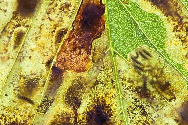 Horse Chestnut Leaf Miner Moth - showing larvae inside leaf - Wiltshire - England - UK