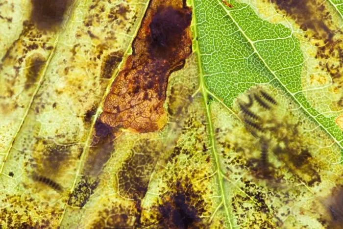Framed Print : Horse Chestnut Leaf Miner Moth - showing larvae inside leaf - Wiltshire - England - UK Framed Print : Horse Chestnut Leaf Miner Moth - showing larvae inside leaf - Wiltshire - England - UK