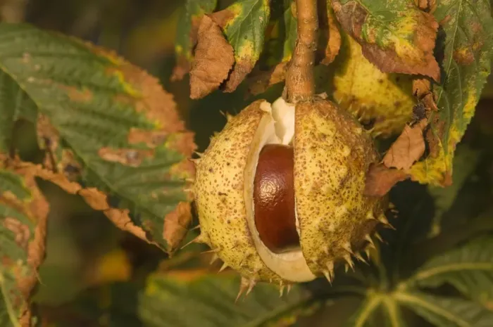 Framed Print : Horse-chestnut Nut, autumn Framed Print : Horse-chestnut Nut, autumn