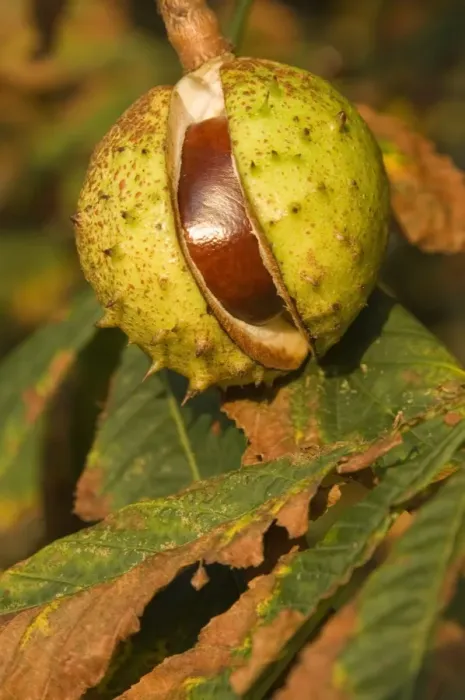 Framed Print : Horse-chestnut Nut, autumn Framed Print : Horse-chestnut Nut, autumn