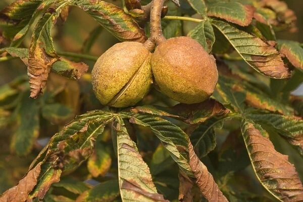 Horse-chestnut Nut, autumn