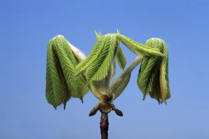 Framed Print : Horse Chestnut - step of the opening of the bud Framed Print : Horse Chestnut - step of the opening of the bud