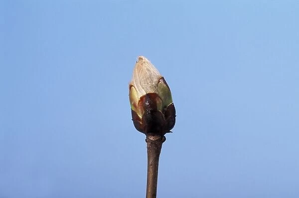 Horse Chestnut - step of the opening of the bud