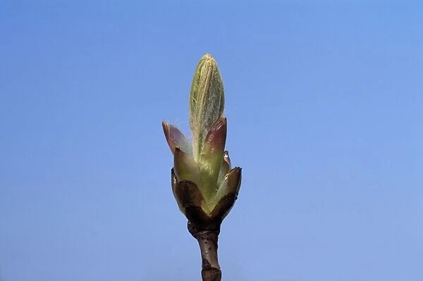 Horse Chestnut - step of the opening of the bud