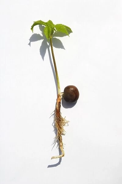 Horse Chestnut - studio image showing new plant shoot. Shows the growth & development including the root, conker & shoot