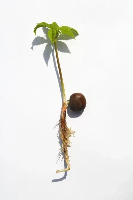 Framed Print : Horse Chestnut - studio image showing new plant shoot. Shows the growth & development including the root, conker & shoot Framed Print : Horse Chestnut - studio image showing new plant shoot. Shows the growth & development including the root, conker & shoot