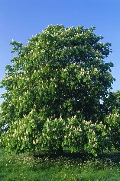 Horse Chestnut Tree DAD 976 Flowers in tall panicles during May Aesculus hippocastanum © David Dicon  /  ARDEA LONDON