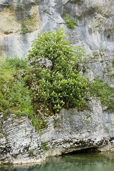 Horse-chestnut tree - in their native habitat on cliffs in the Vikos Gorge National Park, north Greece
