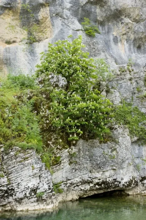 Framed Print : Horse-chestnut tree - in their native habitat on cliffs in the Vikos Gorge National Park, north Greece Framed Print : Horse-chestnut tree - in their native habitat on cliffs in the Vikos Gorge National Park, north Greece