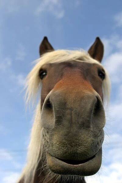 Horse - close-up of nose and mouth