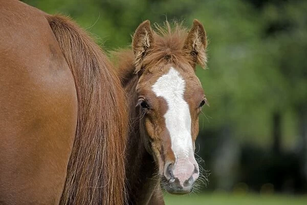 Horse - Curious Arab Colt peaking from around mothers tail