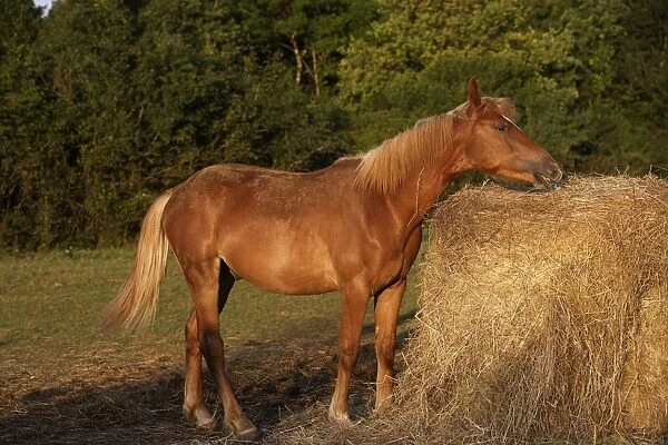 Horse - eating hay