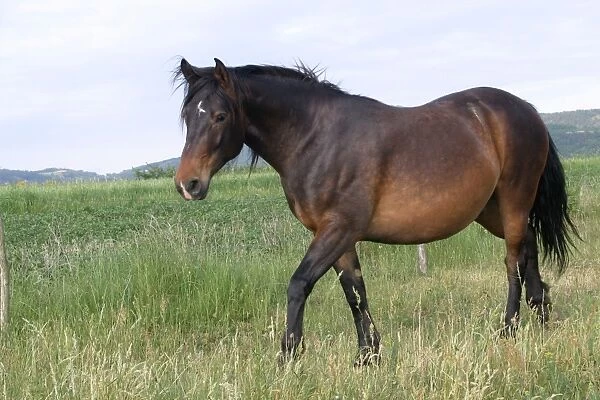 Horse - in field