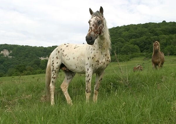 Horse - two in field