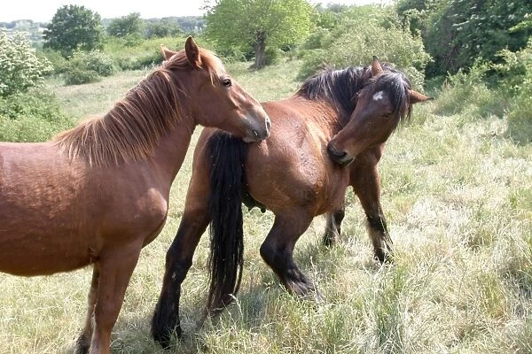Horse - two in field, on biting itself