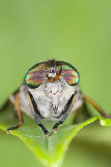 Framed Print : Horse Fly (female) Showing banded eyes Framed Print : Horse Fly (female) Showing banded eyes