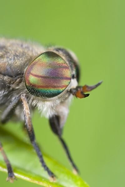 Horse Fly (female) Showing banded eyes