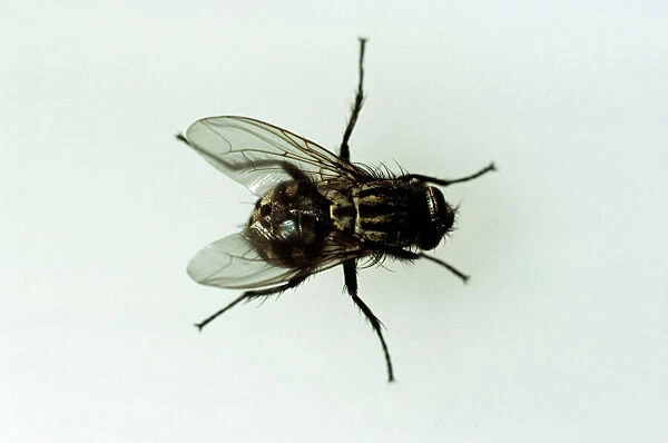 Horse Fly JC 222 Diptera : Tabanus bromius © John Clegg  /  ARDEA LONDON