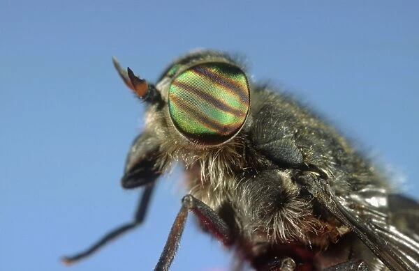 Horse Fly Showing banded eyes Norfolk UK