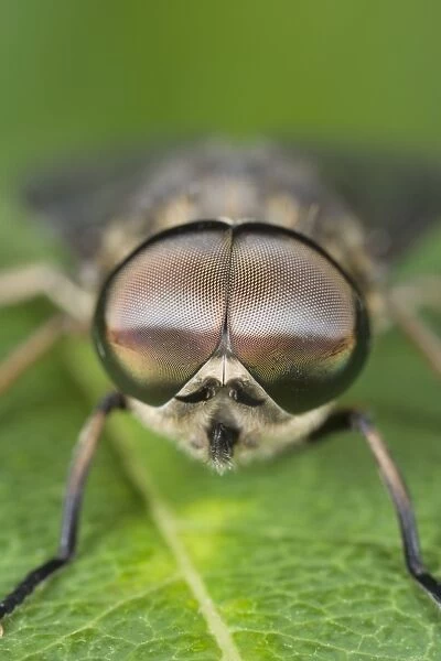 Horse Fly - showing large compound eyes Norfolk UK