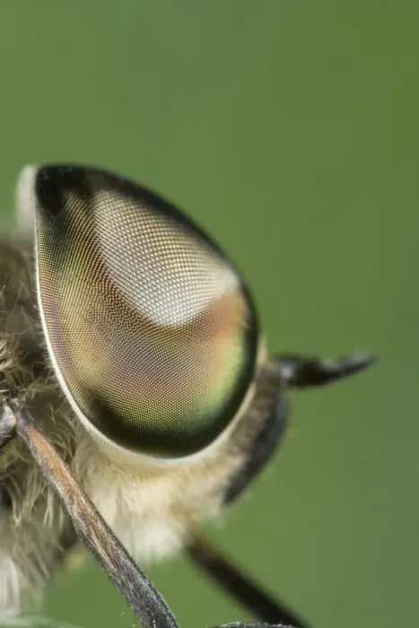 Framed Print : Horse Fly - showing large compound eyes Norfolk UK Framed Print : Horse Fly - showing large compound eyes Norfolk UK