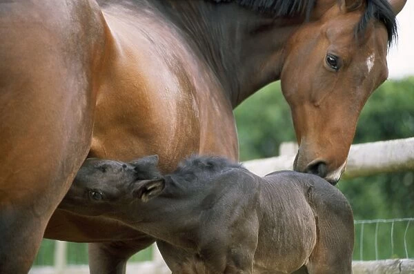 Horse - with foal suckling