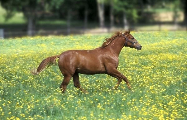 Horse - galloping through meadow