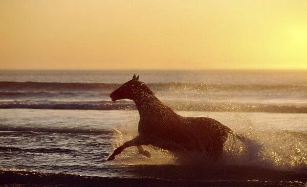 Horse galloping through surf CRH 933 At sunset - Nordkoek, Cape Town. South Africa © Chris Harvey  /  ardea. com