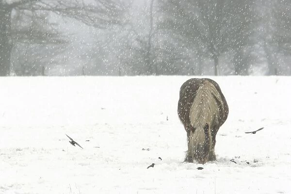 Horse - grazing in the snow Dombes, Ain, France